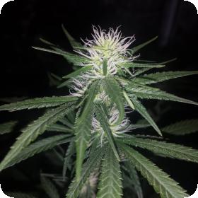 Western Winds Kali Mist F E M I N I S E D Cannabis Seeds